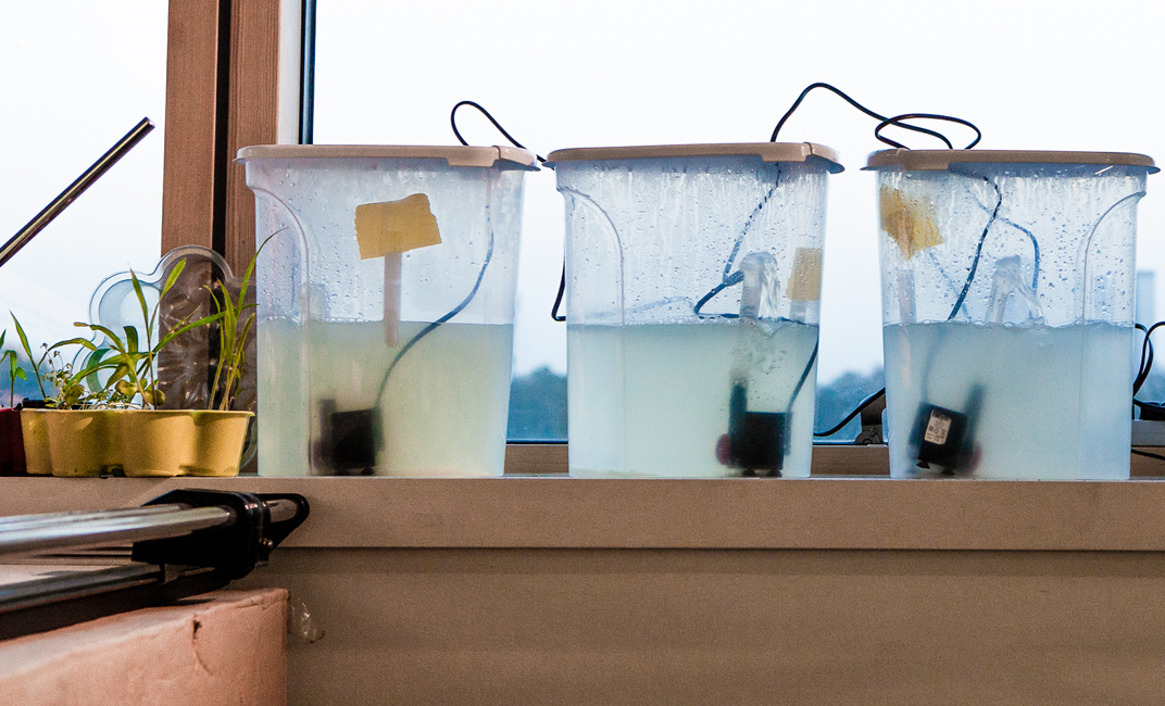 Algae bioreactors built by the students.